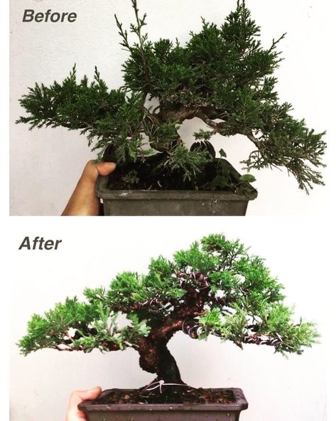 Juniper Bonsai Style, Juniper Bonsai Tree, Bonsai Inspiration, Bonsai Diy, Bonsai Pruning, Pre Bonsai, Bonsai Tree Types, Pine Bonsai, Bonsai Wire