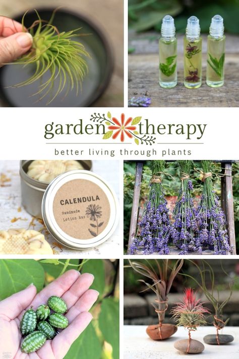 Garden Therapy growing tips, plant craft projects, natural beauty recipes, and gardening advice = better living through plants. #gardentherapy #gardening Garden Therapy, Natural Beauty Recipes, Plant Crafts, Herb Gardening, Growing Tips, Diy Gardening, Creative Gardening, Gardening Advice, Diy Garden Projects