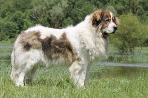 Pyrenean Mastiff Pyrenean Mastiff, Mastiff Dog Breeds, Lovers Tattoo, English Dogs, Tattoos For Dog Lovers, Giant Dog Breeds, Livestock Guardian Dog, Every Dog Breed, Livestock Guardian