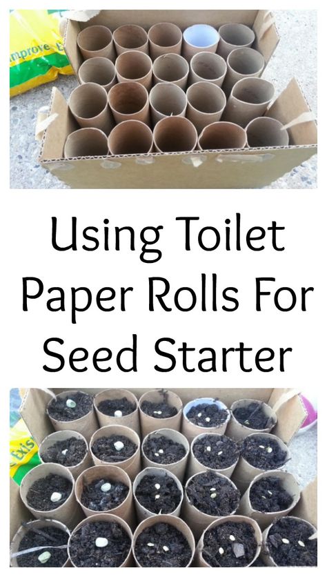 Garden On A Budget, Plantarea Legumelor, Seed Starters, Start A Garden, Seed Starter, Toilet Paper Rolls, Starting A Garden, Veg Garden, Home Vegetable Garden