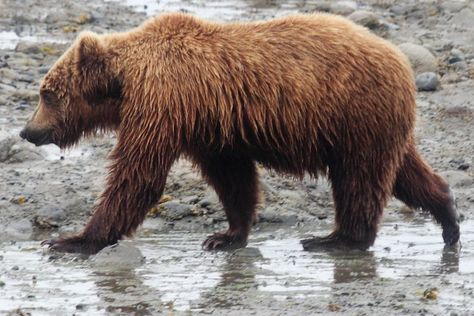 Bear Side View, Kodiak Bear, Bear Photos, Bear Pictures, Bear Face, Dog Photo, Love Bear, Bear Art, Bear Wallpaper