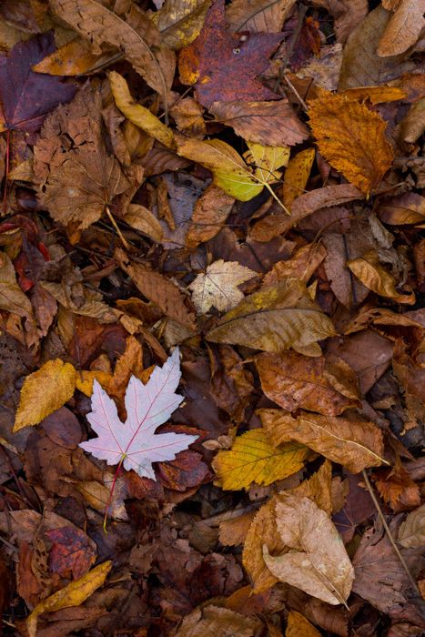 Leaf Pictures, Pictures Of Leaves, Leaves On The Ground, Leaf Photography, Colour Story, Music Collage, Autumn Leaves Photography, Cozy Moments, Islamic Artwork