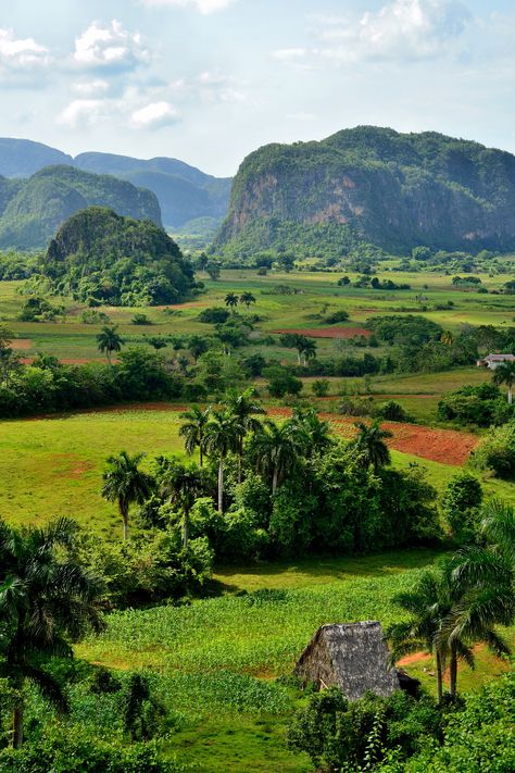 Valle de Viñales | Flickr - Photo Sharing! Cuba Vinales, Vinales Cuba, Cuba Beaches, Cuba Photography, Travel Tips And Tricks, Visit Cuba, Vinales, Rice Fields, Cuba Travel