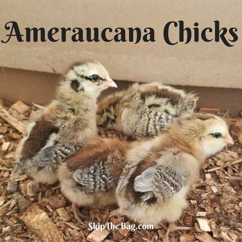 Skip The Bag: Ameraucana Chickens Americana Chickens Hens, Americana Chickens Eggs, Americauna Chickens, Americana Chickens, Funky Chickens, Ameraucana Chicken, Araucana Chickens, Chicken Raising, Raising Chicks