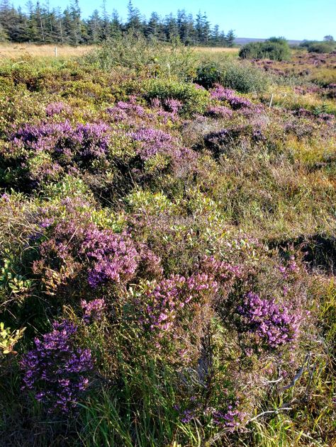 Plowed Field, Bog Body, Bogs Boots, Peat Bog, Edinburgh, Natural Landmarks, Plants