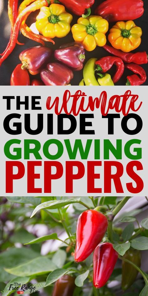 Growing Peppers In Garden, Peppers In Pots, Gardein Recipes, Growing Chillies, Grow Radishes, Growing Jalapenos, Peppers Growing, Garden Peppers, Growing Hot Pepper