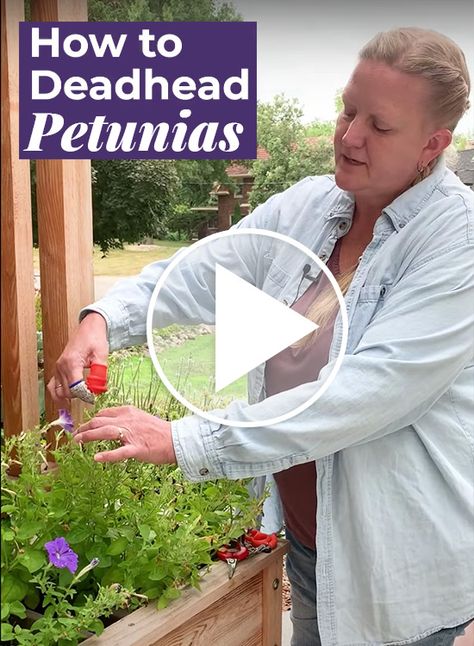 How to Deadhead Petunias: Not sure how to deadhead petunias? Jenny shares a few different methods to tidy up your petunias and her favorite tools for the job. Planting Petunias In Pots, How To Deadhead Petunias, How To Prune Petunias, Petunia Care Tips, Deadheading Petunias, Caring For Petunias, How To Deadhead Flowers, Petunias In Pots, Gardening Flowers Ideas