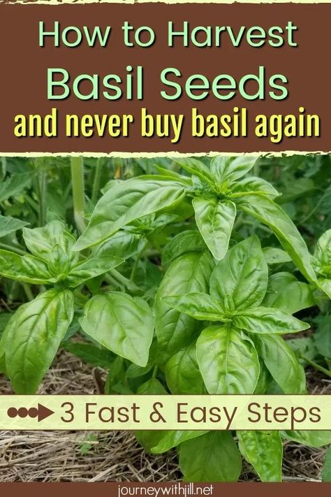 Harvest Basil, Harvesting Basil, Growing Basil, Herbs Garden, Types Of Herbs, Basil Seeds, Herb Garden Design, Basil Plant, Garden Pest Control