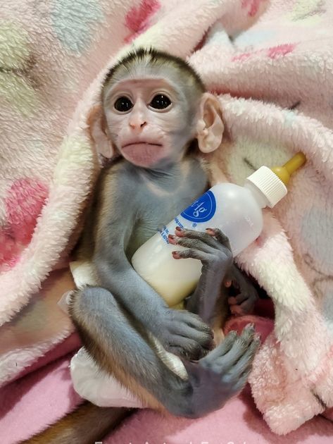 Capuchin Monkeys, Pet Monkey For Sale, Capuchin Monkey Pet, Monkey Breeds, Monkeys For Sale, Marmoset Monkey, Capuchin Monkey, Cute Baby Monkey, Pet Monkey