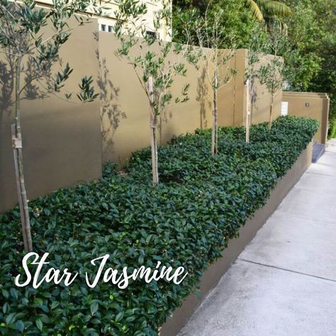 Star Jasmine Ground Cover, Jasmine Ground Cover, Trachelospermum Jasminoides, Cover Flower, Hedging Plants, Landscaping Retaining Walls, Star Jasmine, Fence Landscaping, Ground Cover Plants