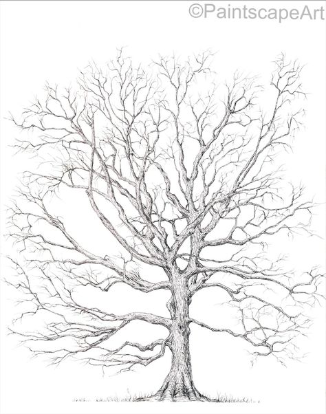 11X14 inch pen drawing of a Bur Oak tree (Quercus macrocarpa) Oak Tree Pencil Drawing, Oak Tree Drawing Sketch, Oak Drawing, Bur Oak Tree, Logo Tim, Oak Tree Drawings, Oak Tree Tattoo, Burr Oak, Tree Outline