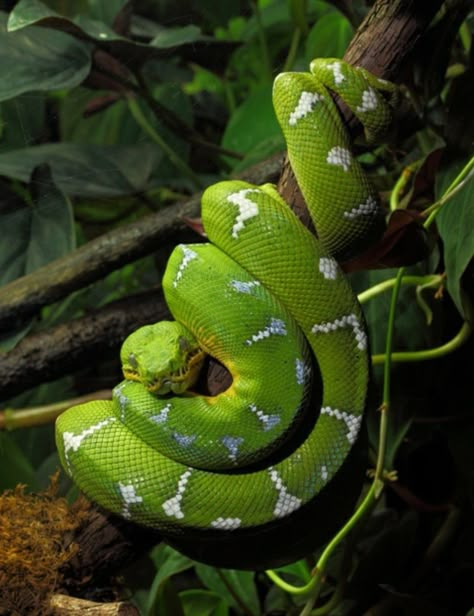 Emerald Tree Boa, Green Tree Python, Tree Python, Pretty Snakes, Boa Constrictor, Cute Reptiles, Beautiful Snakes, Cute Snake, Snake Art