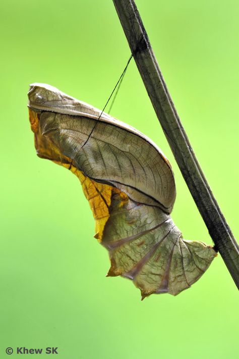 Butterfly Pupa, Butterfly Cocoon, Butterfly Chrysalis, Types Of Insects, Butterfly Life Cycle, Industrial Design Sketch, Beautiful Bugs, Creepy Crawlies, Arthropods