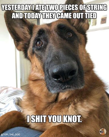 Funny Animal Quotes, Funny Dog Pictures, Humour, German Shepherd Memes, German Shepherd Funny, Dog Jokes, Dog Quotes Funny, Funny Dog Memes, Animale Rare