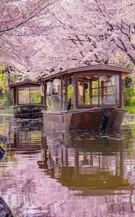 Falling Cherry Blossoms, Japan Village, Japan Bucket List, Japan Cherry Blossom, Cherry Blossom Japan, Visit Vietnam, Japan Landscape, Down The River, Islands Of Adventure