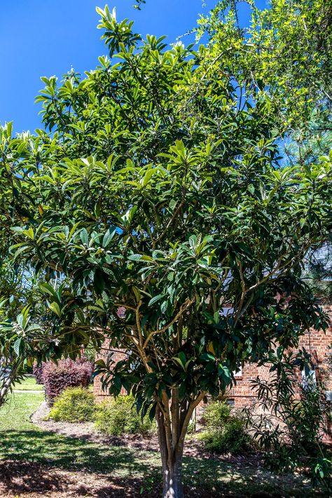 One Day Inshallah, Loquat Tree, Plant Library, Edible Landscape, Jungle Gardens, London Garden, Home Outside, Outside Spaces, Edible Landscaping