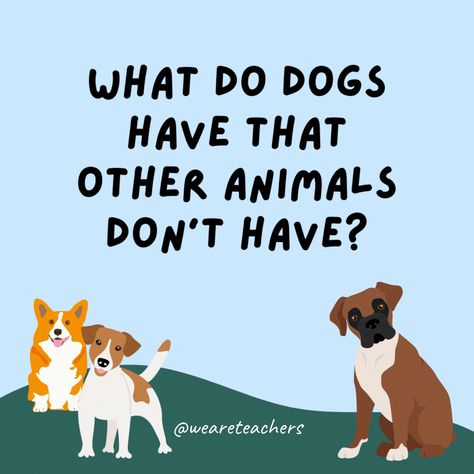 Who doesn't love dogs and jokes? We have found the funniest doggone dog jokes for kids and compiled them just for you dog lovers! Puppy Jokes, Grammar Jokes, Animal Lessons, History Jokes, Music Jokes, Frozen Dog, What Kind Of Dog, Dog Jokes, Math Jokes