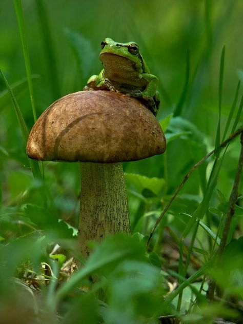 A Magical World Of Mushrooms By Vyacheslav Mishchenko Mushroom Pictures, Funny Frogs, Airbrush Art, Green Frog, A Frog, Frog And Toad, Reptiles And Amphibians, Abraham Hicks, Cute Frogs