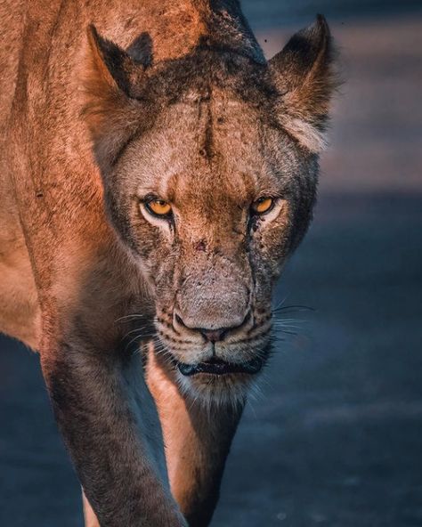 Lioness (Panthera leo) Angry Lioness, I'm Angry, Like Me, Bbc Earth, Panthera Leo, It Is, Me When, Panther, Bbc