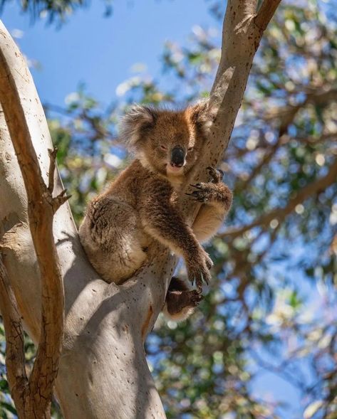 Study In Australia, Australian Road Trip, Australia Kangaroo, South Pacific Islands, Ayers Rock, Kangaroo Island, Island Travel, South Pacific, South Australia