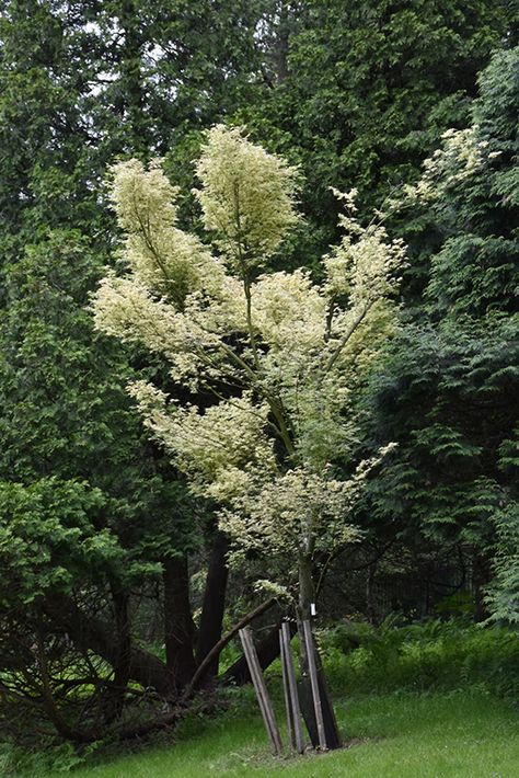 Small Landscape Trees, Parker Colorado, Small Landscape, Elegant Vase, Japanese Maples, Japanese Maple Tree, Elegant Vases, Zone 5, Acer Palmatum