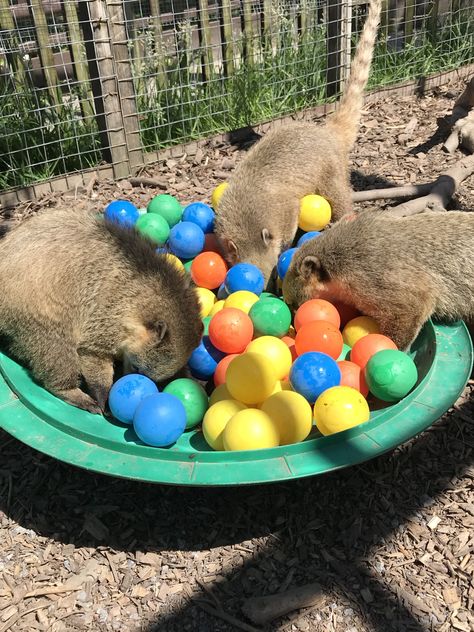 Coati Enrichment, Primate Enrichment Ideas, Capybara Enrichment, Hedgehog Enrichment, Pet Possum, Kangaroo Enrichment, Monkey Enrichment, Wildlife Rehabilitation Enrichment, Zoo Enrichment