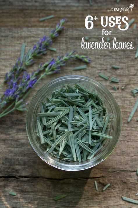 Harvesting Lavender How To, What To Do With Lavender Leaves, Flower Knowledge, Uses For Lavender, Gardening Veggies, Ayurvedic Plants, Lavender Uses, Lavender Crafts, Natural Room