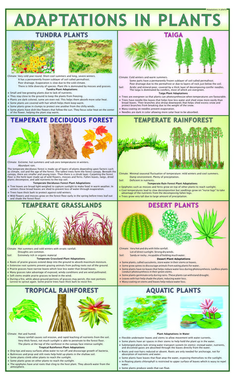 Horticulture Education College, Adaptation In Plants, Plants Adaptations Activities, Plant Adaptations Anchor Chart, Plant Adaptations Activities, Horticulture Education, Botany Lessons, Botanical Science, Biology Plants