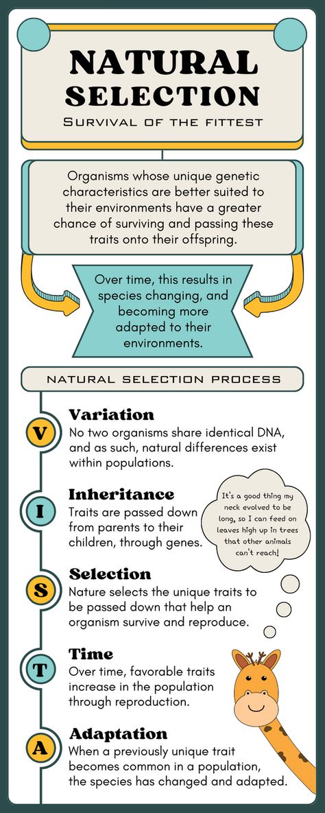 Charles Darwin and Alfred Russel Wallace's theory explains how evolution occurs. Individuals naturally vary in traits in a population. With limited resources, competition exists in which those better adapted - with beneficial traits suited to the environment - are more likely to obtain resources, survive, reproduce, and pass traits to offspring over successive generations. This natural selection of advantageous traits leads species to evolve over time. Darwin Theory Of Evolution, Evolution Theory, Evolution Notes, Evolution Activities, Ged Study, Darwin Evolution, Darwin's Theory Of Evolution, Darwin Theory, Attachment Theory