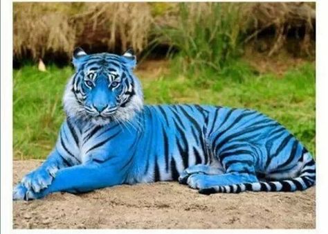 Blue tiger Maltese Tiger, Tiger Species, Tiger Pictures, Exotic Cats, Blue Tiger, Unusual Animals, Blue Tigers, Rare Animals, Majestic Animals