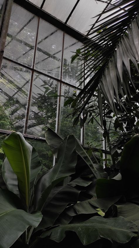 Nature, palm trees, greenhouse, dark green Green House Background, Dark Green Aesthetic Pictures, Phone Aethstetic, Edgy Green Aesthetic, Dark Greenhouse, Green Wallpaper Plants, Green Floral Aesthetic, Green Tree Wallpaper, Green Plants Aesthetic