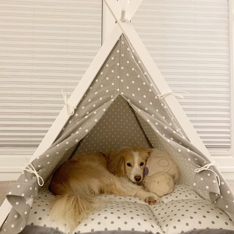 #kokoni #doglovers #teepee #tent #dogbed Dog Room Design, Blonde Dog, Dog Teepee, Dog Bedroom, Pet Teepee, Dog Tent, Pet Essentials, Dogs Stuff, Pet Area