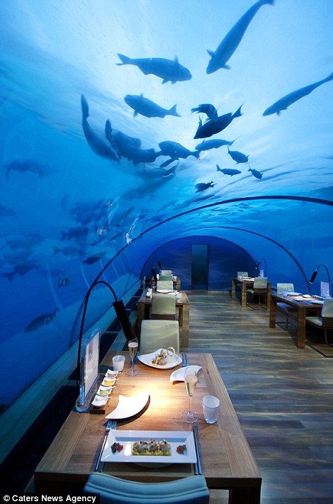 PIC FROM CATERS NEWS - (PICTURED: The restaurant) - DEEP sea diners enjoy a meal surrounded by sharks at the worlds only underwater restaurant. Ithaa in the Maldives sits three metres below the surface of the Indian Ocean in a vibrant coral garden. The all-glass structure - which consists of three five-metre wide, 125mm thick glass arches - allows diners to scoff caviar as sharks and sting-rays swim by. SEE CATERS COPY. Conrad Maldives, Underwater Hotel, Underwater Restaurant, Floating Hotel, Maldives Holidays, Best Travel Insurance, Maldives Hotel, Dinner Show, Visit Maldives