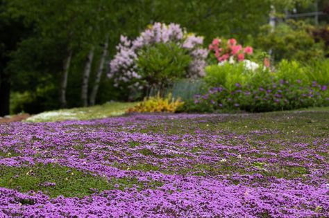 This stylish selection of ground cover is guaranteed to turn your yard into a carpet of color and texture. Best of all, they're easier to look after too! Alternative Grass Lawns, Native Grass Lawn, No Mow Lawn Grass Alternative, Grass Alternative Front Yard, Creeping Thyme Ground Cover, Grass Alternatives, Clover Lawn, Wild Gardens, Native Landscaping