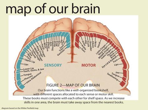 Map of Our Brain Answers In Genesis, Brain Mapping, Best Sport, Brain Facts, Brain Anatomy, The Human Brain, Brain Science, Medical Anatomy, Right Brain