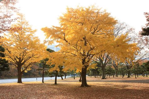 Tree Transplanting, Ginkgo Biloba Tree, Deer Garden, Maidenhair Tree, Flowering Cherry Tree, Tree Seedlings, Ancient Trees, Ginkgo Tree, Specimen Trees