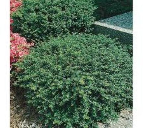 Soft Touch Compact Holly Ilex crenata 'Soft Touch' A dense soft-textured evergreen shrub with glossy dark green leaves. Works well planted in borders, as an accent, along walkways, or for container ga Japanese Holly, Holly Shrub, Florida Gardening, Front Landscaping, Garden Shrubs, Evergreen Shrubs, Green Landscape, Landscaping Plants, Pool Landscaping