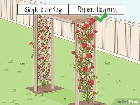 Roses Garden Ideas, Trellis Ideas Garden, Climbing Roses Trellis, Prune Roses, Cottage Garden Roses, Rose Garden Ideas, Garden Trellis Ideas, Rose Garden Wedding, Pruning Plants