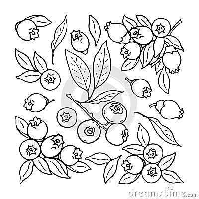 blueberry-blueberry-flowers-black-white-berries-set-hand-drawn-flat-image-vector-illustration-white-background Drawings Of Blueberries, Blueberry Line Drawing, Saskatoon Berry Tattoo, Blue Berries Drawing, Blueberry Doodle, Blueberries Drawing, Blueberry Drawing, Berry Drawing, Blueberry Illustration