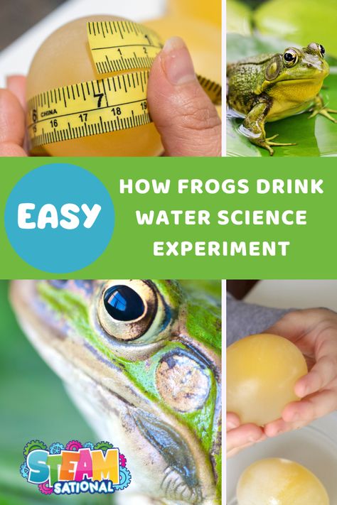 How Do Frogs Drink Water? How Frogs Drink Water Science Experiment 1 Life Science Experiments Elementary, Frog Science Experiments For Kids, Food Prymids Activity, Frog Activities For Kids, Frog Experiment, Frog Science, Life Science Experiments, Spring Stem Activities, Frog Classroom