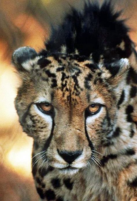 Extraordinary Front View Close-Up of a King Cheetah. King Cheetah, Cheetah Face, Gorgeous Cats, Angry Cat, Rare Animals, Pretty Animals, Cheetahs, African Wildlife, Domestic Cat