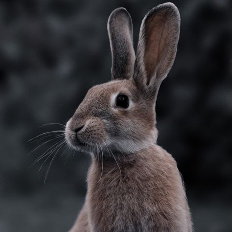 Wild Rabbit Aesthetic, Brown Rabbit Aesthetic, Bunny Photography, Rabbit Aesthetic, Rare Rabbit, Tier Tattoo, Wild Rabbit, Rabbit Tattoos, Rabbit Head