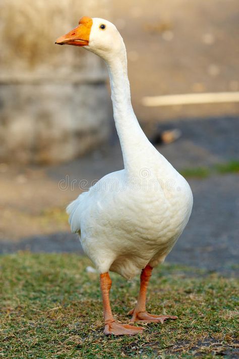 Goose Goose Duck, Geese Photography, Geese Breeds, Animals Name In English, Game Cute, Untitled Goose Game, Funny Goose, Goose Game, White Goose