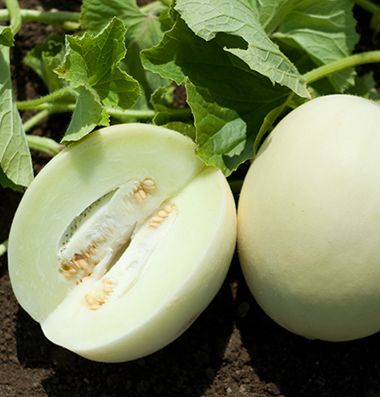 Honey White honeydew melon White Melon, Melon Seeds, Cucumber Beetles, Honey Dew, Honeydew Melon, Fruit Seeds, White Gardens, Medicinal Herbs, Honeydew