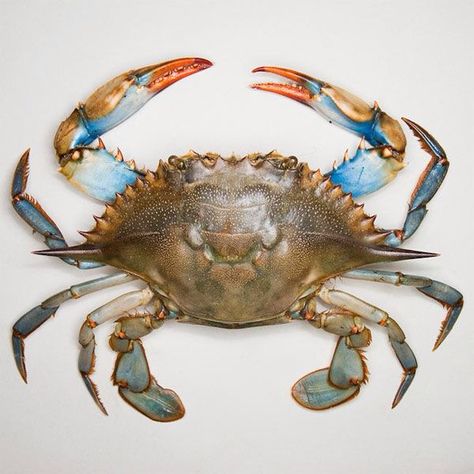 Blue Crabs Art, Crab Painting, Crab Tattoo, Maryland Blue Crab, Crab Art, Louisiana Art, Beautiful Sea Creatures, Blue Crab, Trend Report