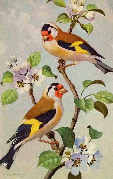 Bird Painting Acrylic, Postcard Art, Wildlife Artists, Goldfinch, Bird Pictures, Bird Drawings, Bird Illustration, Colorful Birds, Watercolor Bird