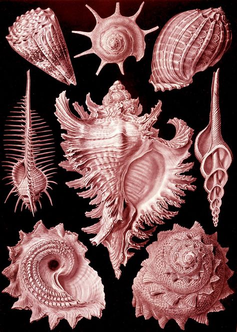 Haeckel - Prosobranchia - Vintage Color Illustration Natural Form Art, Seashell Print, Hur Man Målar, Scientific Illustration, Illustration Vintage, Art Et Illustration, Art And Illustration, Vintage Ephemera, Sea Shell