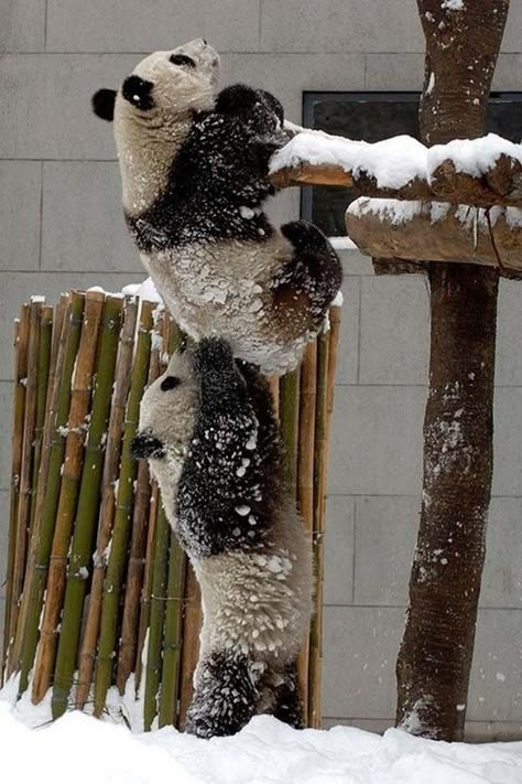 And the inspiring act of panda altruism that suddenly made everything OK again.  | The 50 Cutest Things That Ever Happened Regnul Animal, Playing In The Snow, Panda Bears, Panda Love, Kung Fu Panda, Cutest Animals, Sweet Animals, Animal Tattoos, Funny Animal Pictures