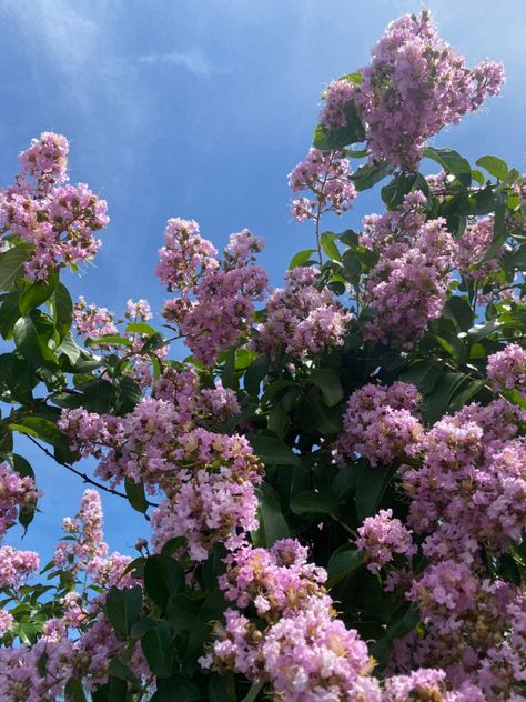 Lavender Muskogee Crape Myrtle Tree Pink Crape Myrtle Tree, Crete Myrtle Tree, Muskogee Crape Myrtle, Light Purple Trees, Lilac Tree Aesthetic, Purple Trees Aesthetic, Crepe Myrtle Trees, Myrtle Tree, Crepe Myrtle