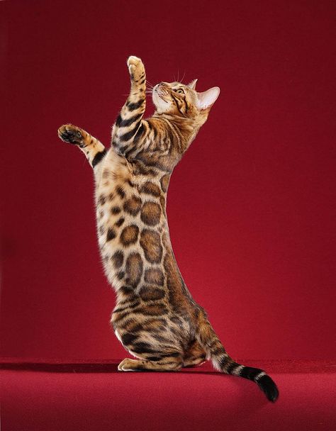 Playful Bengal Cat. #Bengal #Adorable #Cat #CatPictures Gato Bengali, Bengal Cat For Sale, Bengal Cat Breeders, Cat Breeds Hypoallergenic, Chat Sphynx, Cat Standing, Asian Leopard Cat, Hypoallergenic Cats, Egyptian Mau